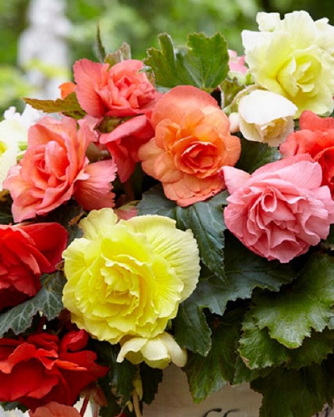Begonia Odorosa Mix1